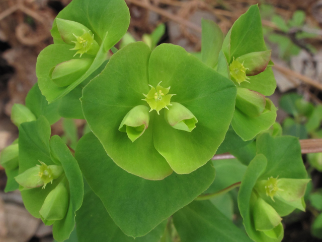 Euphorbia commutata (Wood spurge) #50445
