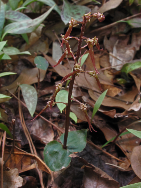 Listera australis (Southern twayblade) #50447
