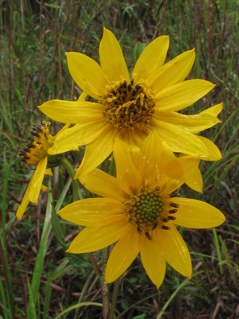 Helianthus verticillatus (Whorled sunflower) #52394