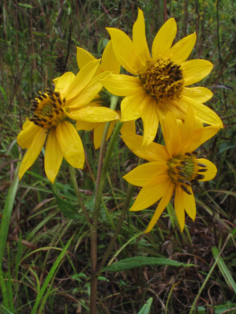 Helianthus verticillatus (Whorled sunflower) #52395