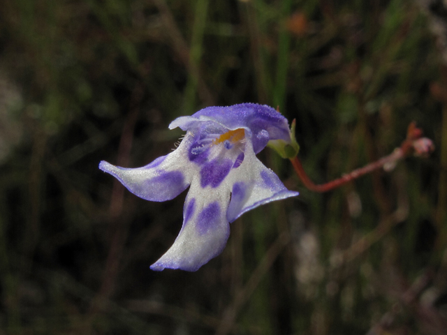 Lindernia monticola (Piedmont false pimpernel) #52438