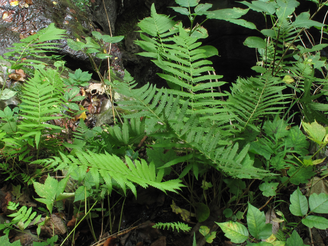 Thelypteris kunthii (Wood fern) #52441