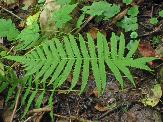 Thelypteris kunthii (Wood fern) #52442