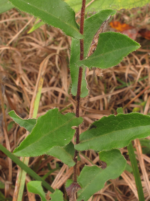 Symphyotrichum georgianum (Georgia aster) #52443