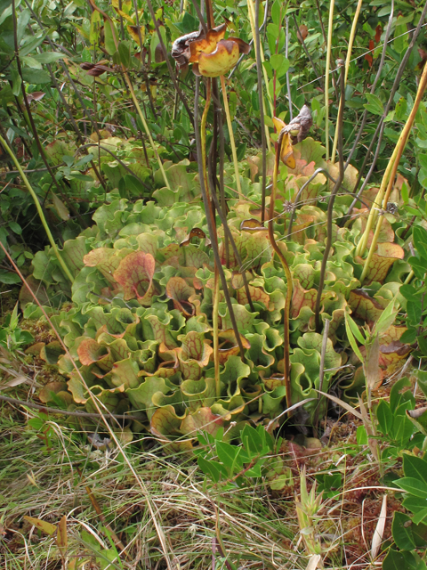 Sarracenia purpurea var. venosa (Southern purple pitcherplant) #52465
