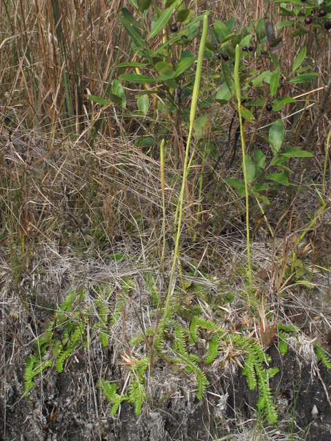Lycopodiella caroliniana var. caroliniana (Slender clubmoss) #52467