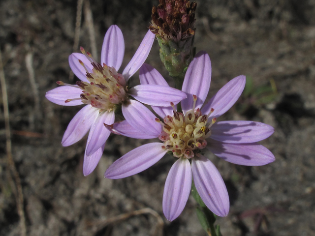 Symphyotrichum concolor (Eastern silver aster) #52479