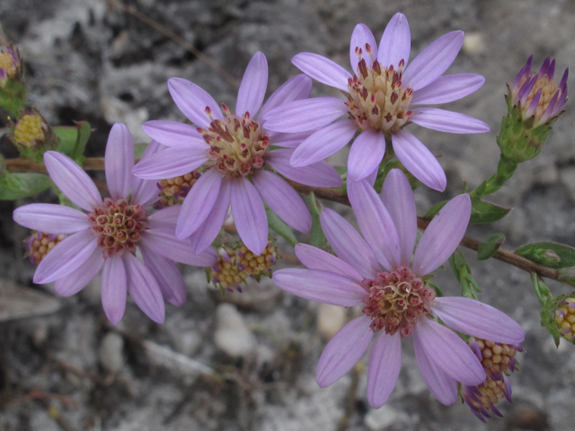 Symphyotrichum concolor (Eastern silver aster) #52483