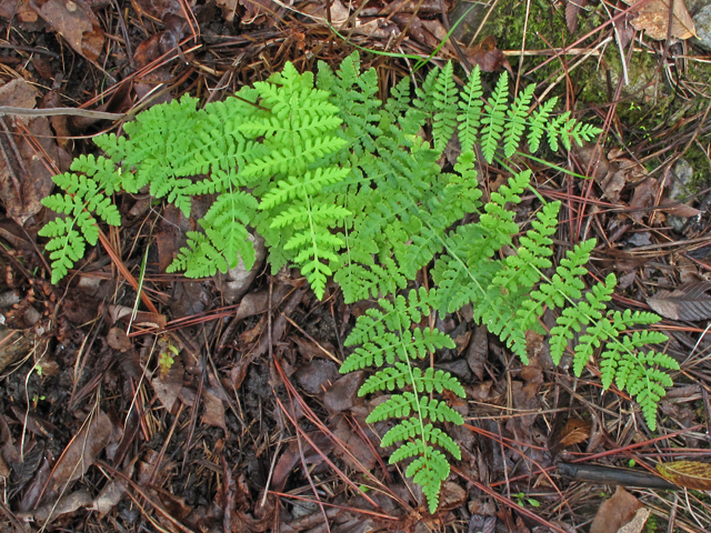 Woodsia obtusa (Bluntlobe cliff fern) #58141