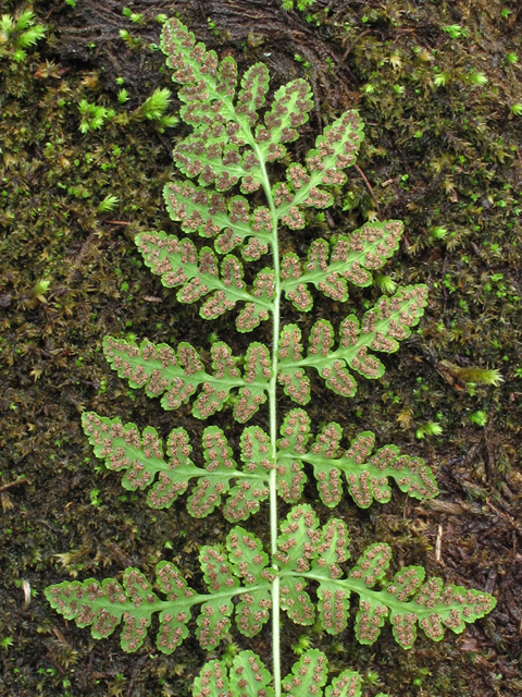 Woodsia obtusa (Bluntlobe cliff fern) #58143