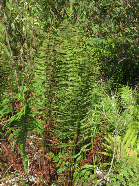 Thelypteris palustris (Eastern marsh fern) #58168