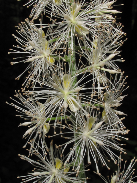 Actaea podocarpa (Mountain bugbane) #58172