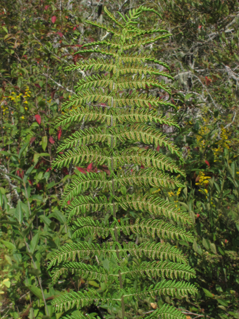 Thelypteris palustris (Eastern marsh fern) #58175