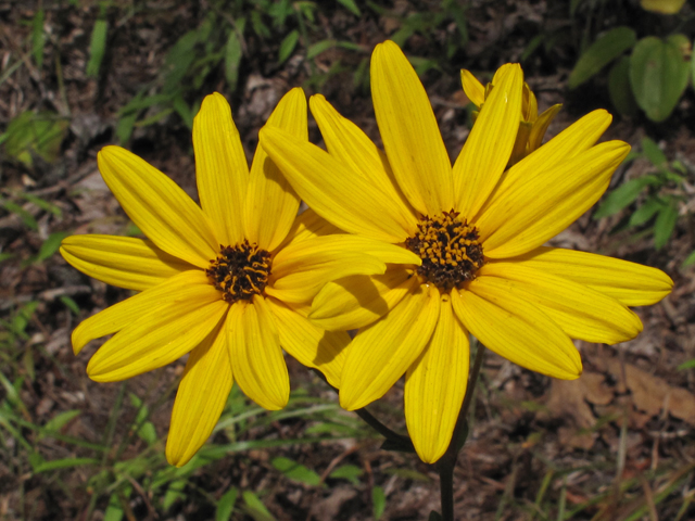 Helianthus atrorubens (Purpledisk sunflower) #58183
