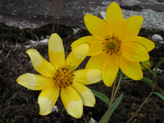 Helianthus porteri (Confederate daisy) #58202