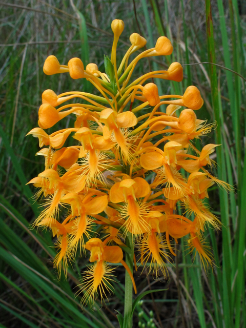 Platanthera ciliaris (Orange fringed orchid) #58207