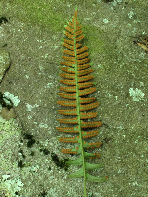 Polypodium virginianum (Rock polypody) #58209