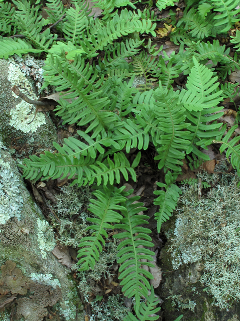 Polypodium virginianum (Rock polypody) #58210