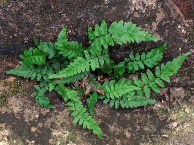 Thelypteris pilosa var. alabamensis (Alabama maiden fern) #58214