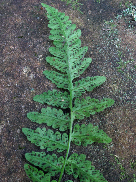 Thelypteris pilosa var. alabamensis (Alabama maiden fern) #58215