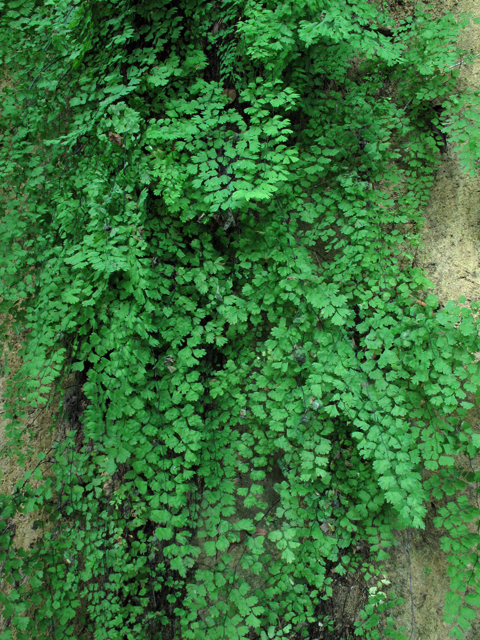 Adiantum capillus-veneris (Southern maidenhair fern) #58229