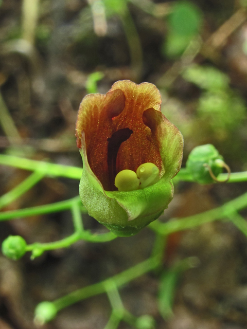 Scrophularia marilandica (Carpenter's square) #58236