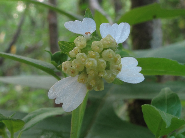 Polymnia laevigata (Tennessee leafcup) #58251