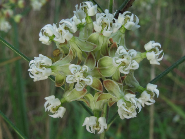 Asclepias verticillata (Whorled milkweed) #58253