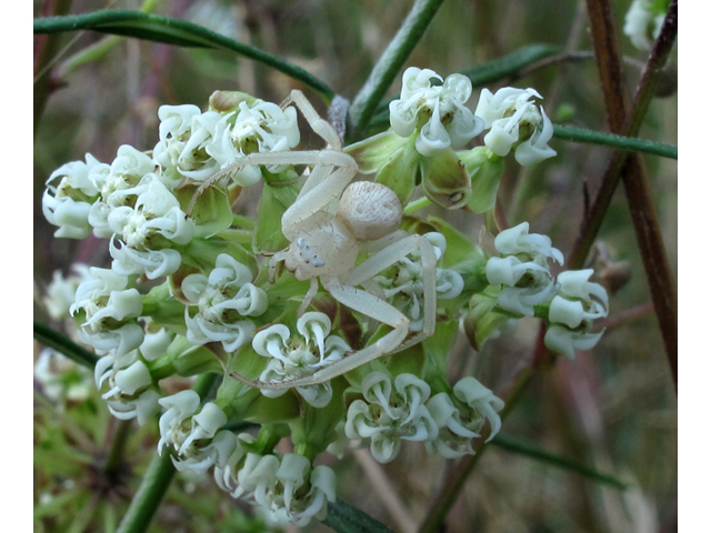 Asclepias verticillata (Whorled milkweed) #58255