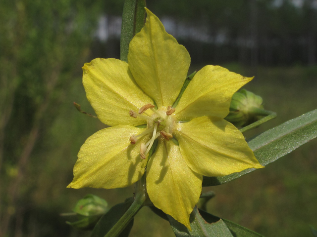 Lysimachia quadriflora (Fourflower yellow loosestrife) #58274