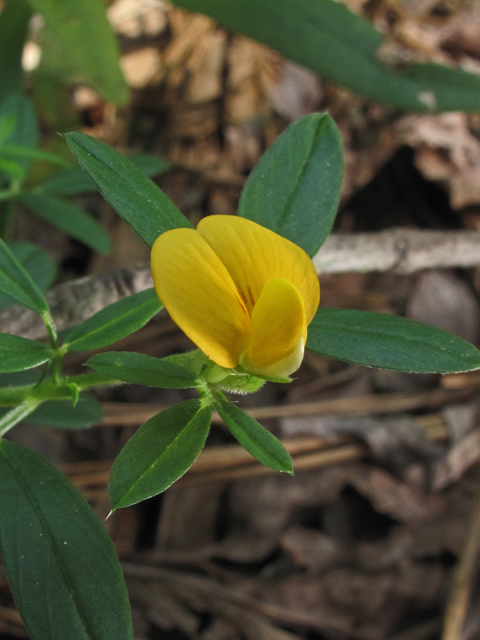 Stylosanthes biflora (Sidebeak pencilflower) #58275