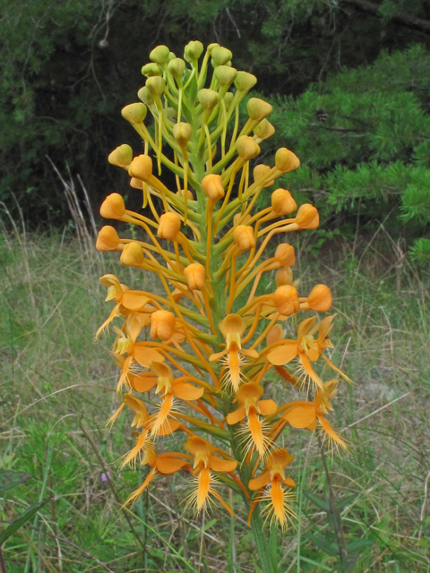 Platanthera ciliaris (Orange fringed orchid) #58286