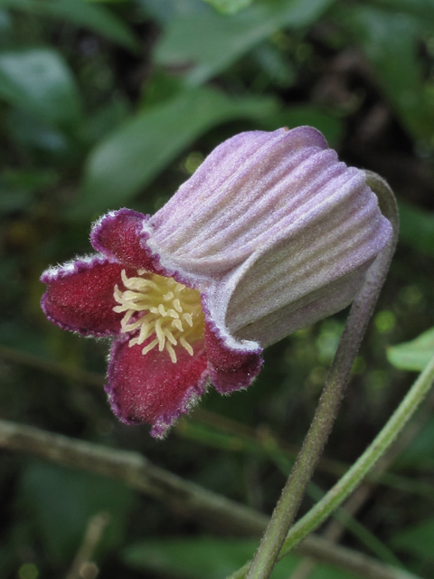 Clematis reticulata (Netleaf leather flower) #58290
