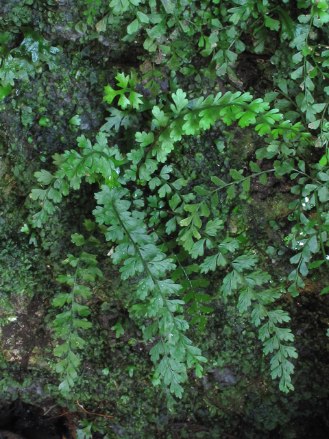Asplenium ×biscaynianum (Biscayne spleenwort) #58311