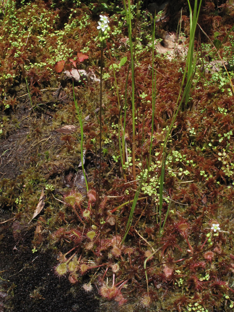 Drosera rotundifolia (Roundleaf sundew) #59876