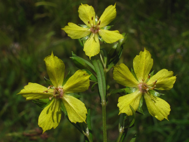 Lysimachia quadriflora (Fourflower yellow loosestrife) #59882