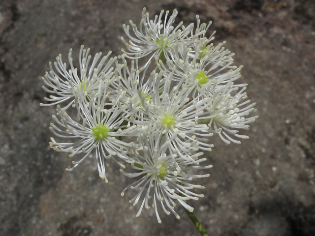 Trautvetteria caroliniensis (Carolina bugbane) #59888