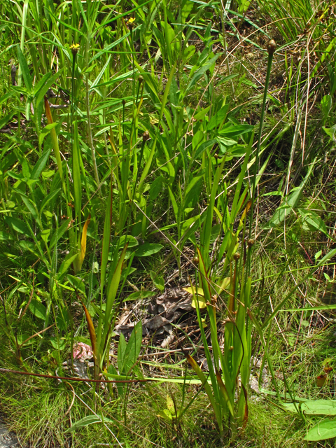 Xyris tennesseensis (Tennessee yellow-eyed-grass) #59895