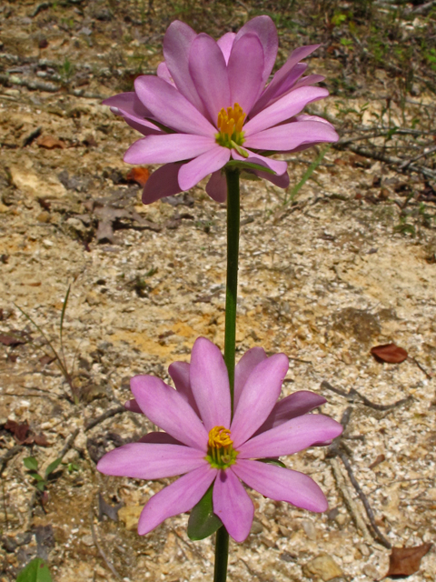 Sabatia capitata (Appalachian rose gentian) #59899