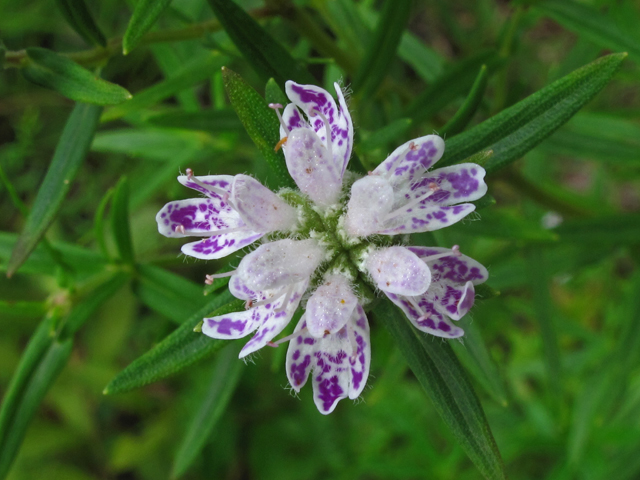 Pycnanthemum virginianum (Virginia mountain mint) #59902