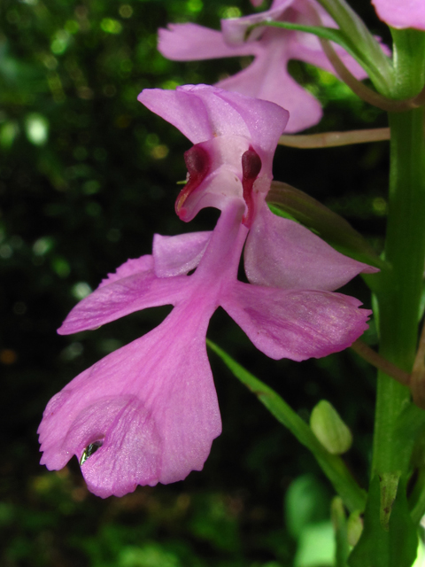 Platanthera peramoena (Purple fringeless orchid) #59909