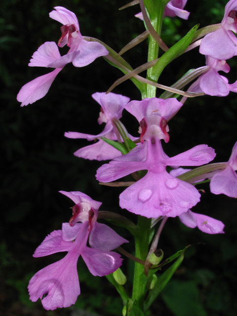 Platanthera peramoena (Purple fringeless orchid) #59910