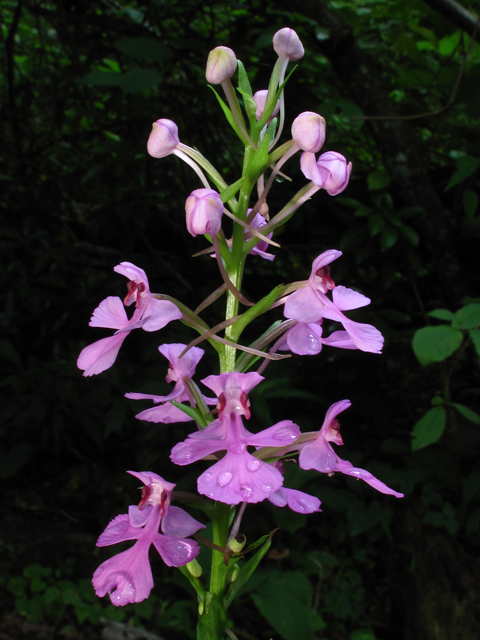 Platanthera peramoena (Purple fringeless orchid) #59911