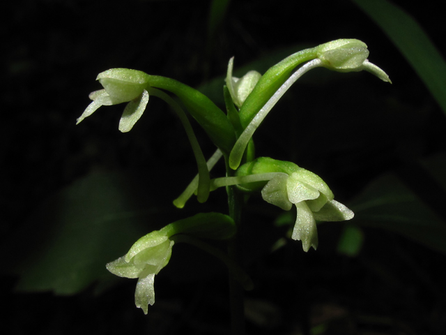 Platanthera clavellata (Small green wood orchid) #59918