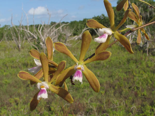 Encyclia tampensis (Tampa butterfly orchid) #59927