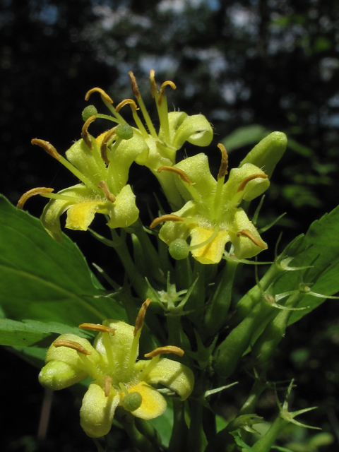 Diervilla sessilifolia (Southern bush honeysuckle) #59929