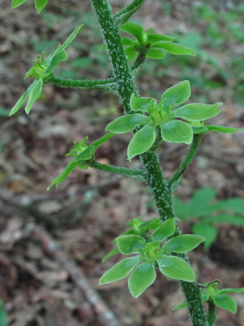 Veratrum parviflorum (Appalachian bunchflower) #59933