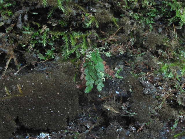 Grammitis nimbata (West indian dwarf polypody) #59936