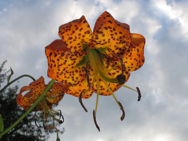 Lilium superbum (Turk's-cap lily) #59942