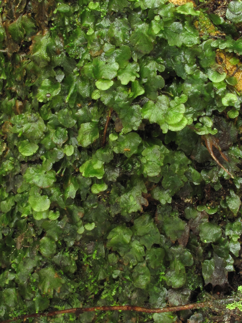 Trichomanes punctatum ssp. floridanum (Florida bristle fern) #59947